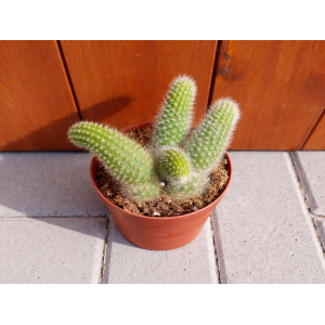 Kaktus (Cleistocactus colademononis) ´MONKEY TAIL´ - výška 5 cm, ⌀ 10-15 cm, kont. P11
